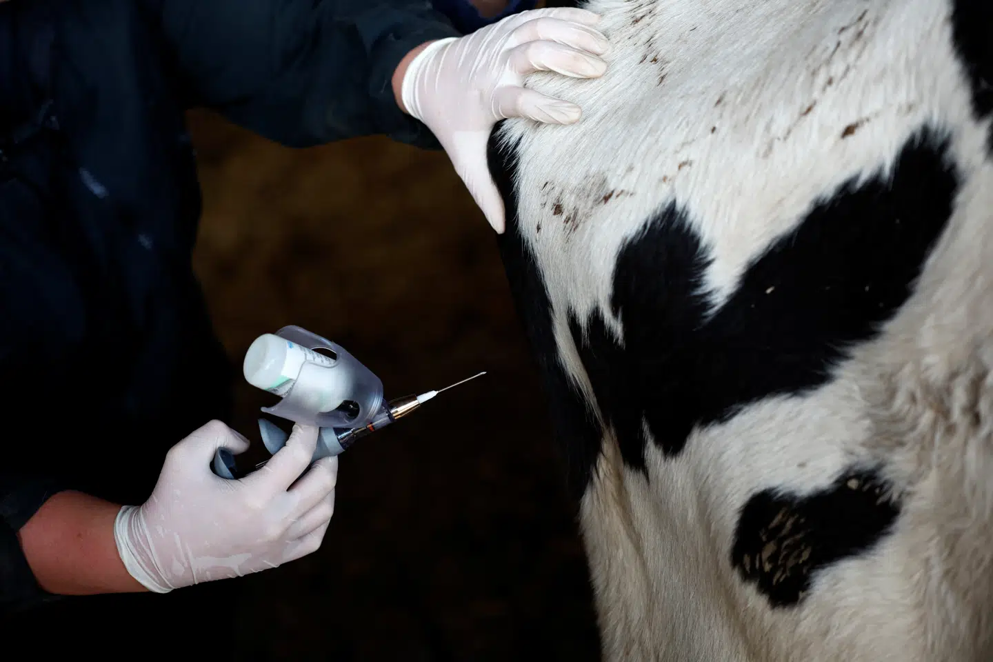 Indtil videre har landmænd kunnet beskytte deres kvæg mod sygdommen bluetongue ved at vaccinere dem. Men nu er der fundet en variant i Holland, der ikke findes en vaccine imod. (Arkivfoto).