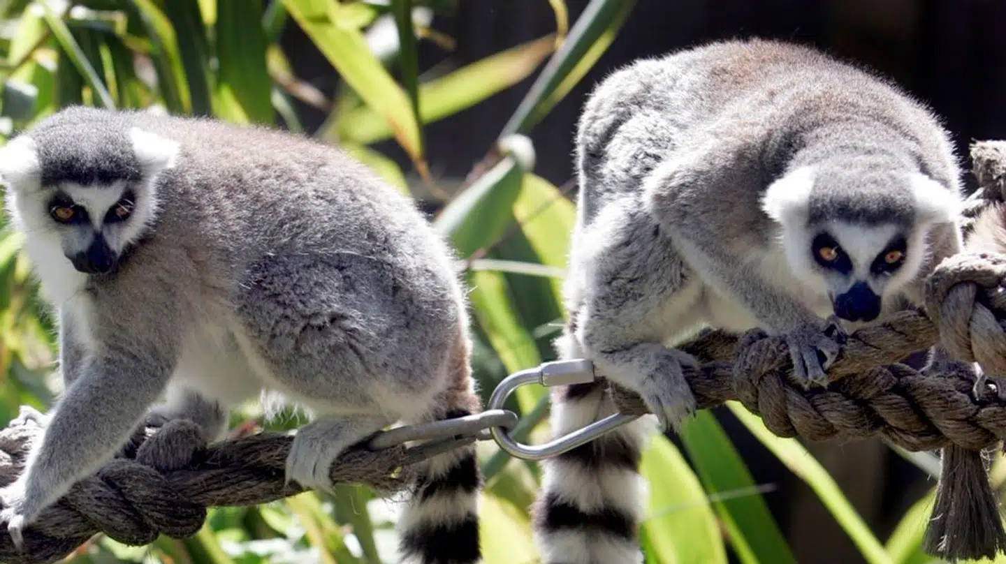 En kattelemur er stukket af fra Aalborg Zoo.