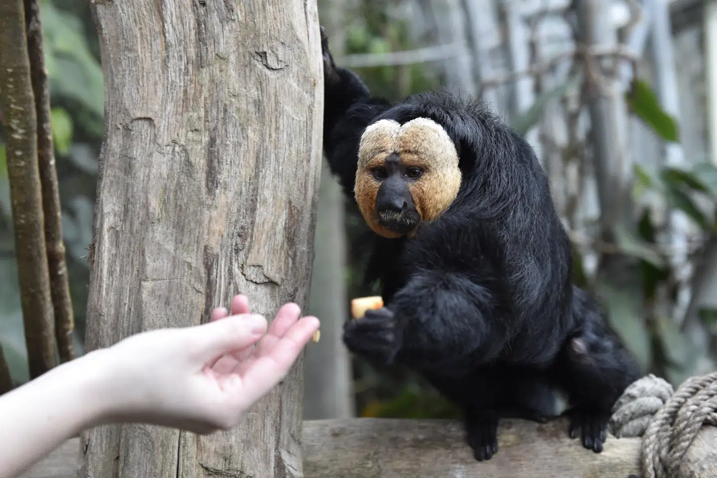 Fire hvidhovede sakier som denne på billedet er de seneste dage døde i en zoologisk have i Hongkong. Derudover er fem aber af andre arter omkommet. (Arkivfoto).