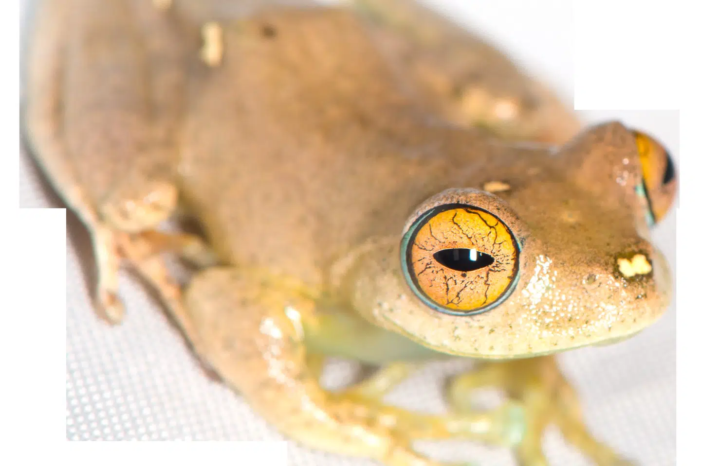 De nyopdagede frøarter kommunikerer ved hjælp af højfrekvente, fuglelignende lyde. Arten på billedet er navngivet efter kaptajn Sisko fra tv-serien "Star Trek".