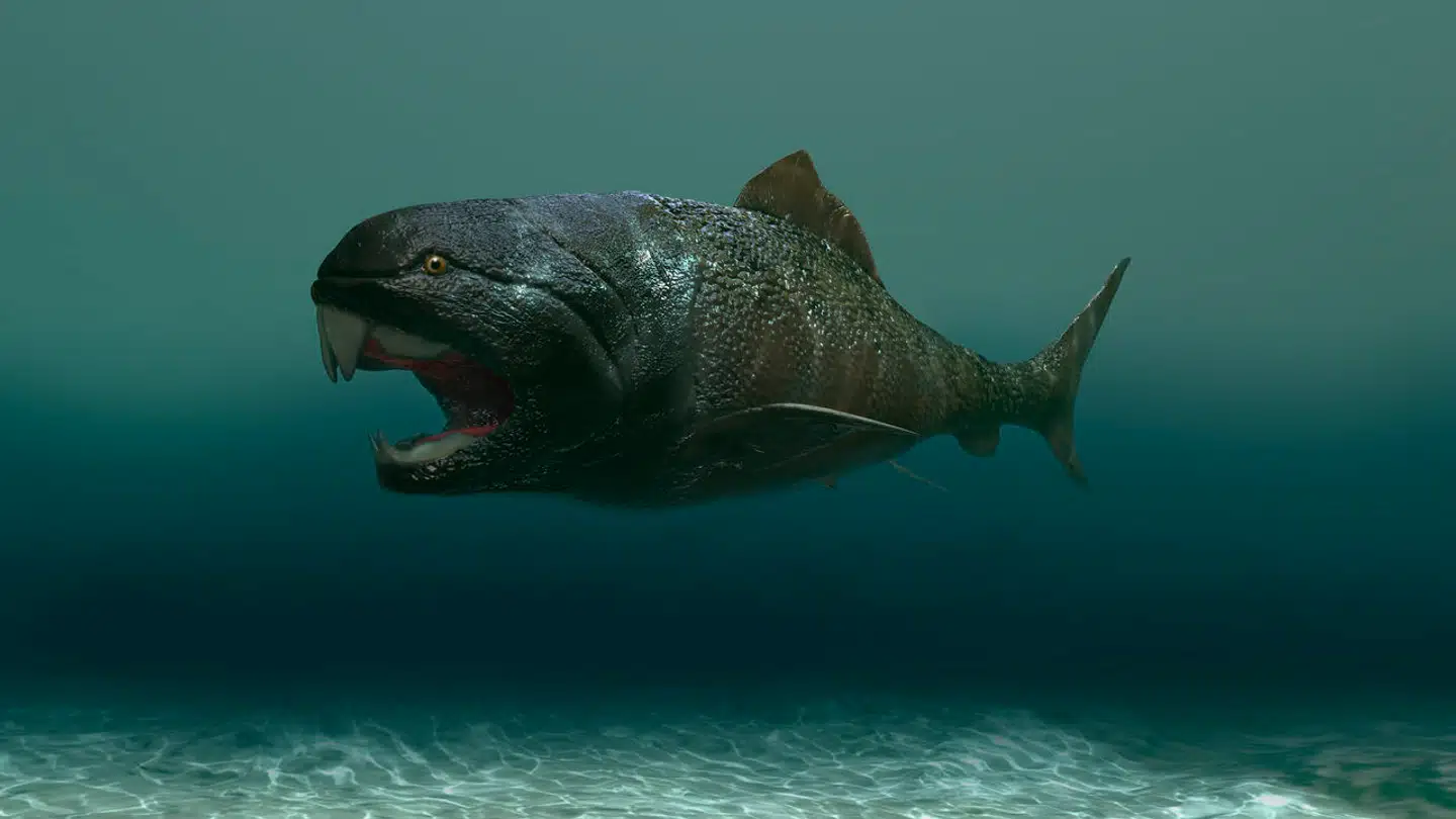 Fortidsfisken Dunkleosteus var næppe så stor, som palæontologer har antaget. 3D-illustration: Adobe Stock