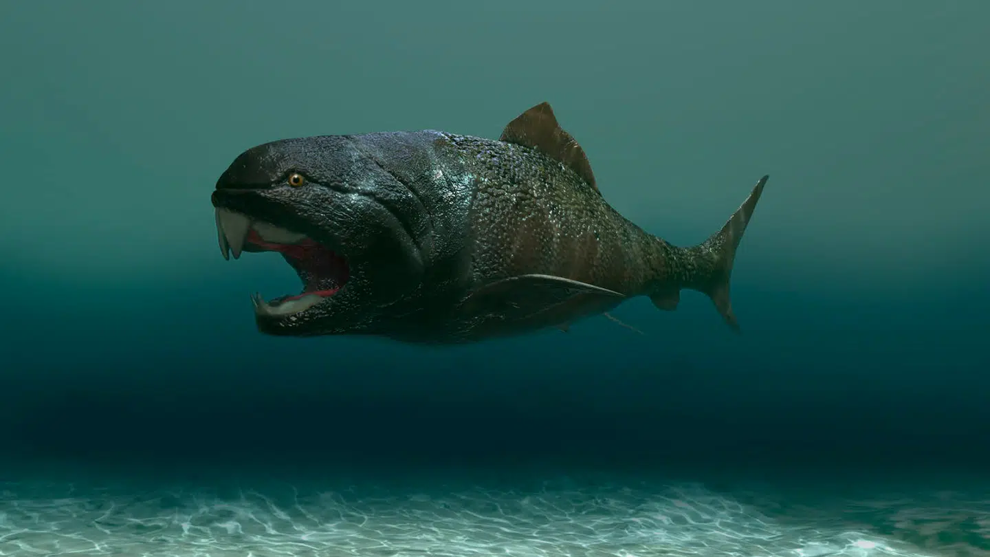 Fortidsfisken Dunkleosteus var næppe så stor, som palæontologer har antaget. 3D-illustration: Adobe Stock