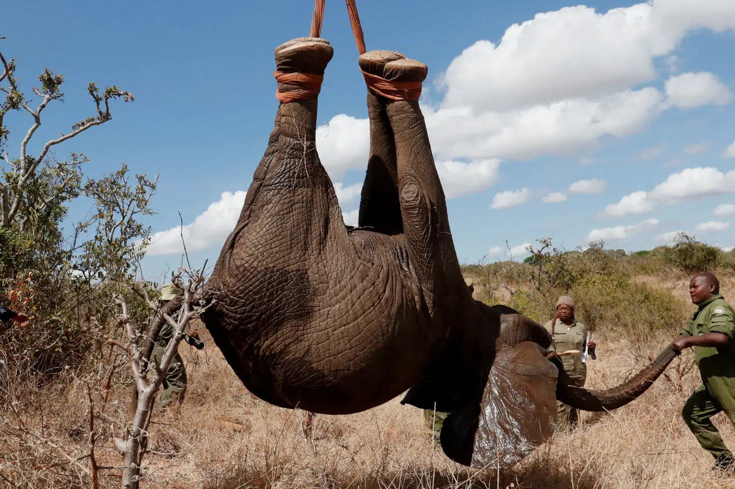 En af de bedøvede elefanter, der skal flyttes af rangere fra Kenya Wildlife Service (KWS).