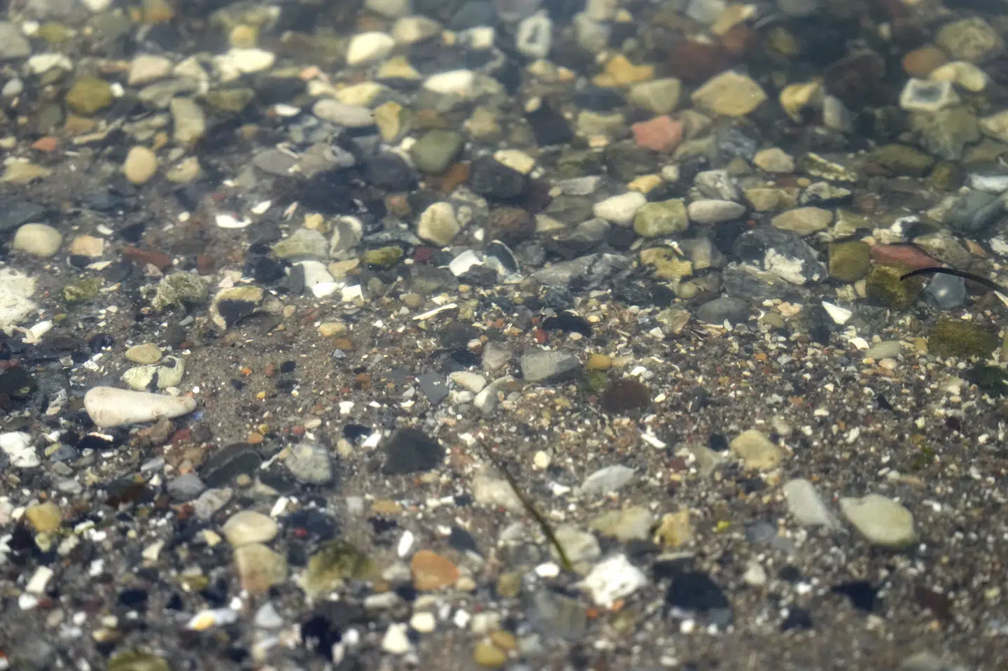 Fjorde og kystvande har trænge kår grundet kvælstofudledning, som nu skal reguleres gennem den grønne trepart. (Arkivfoto).