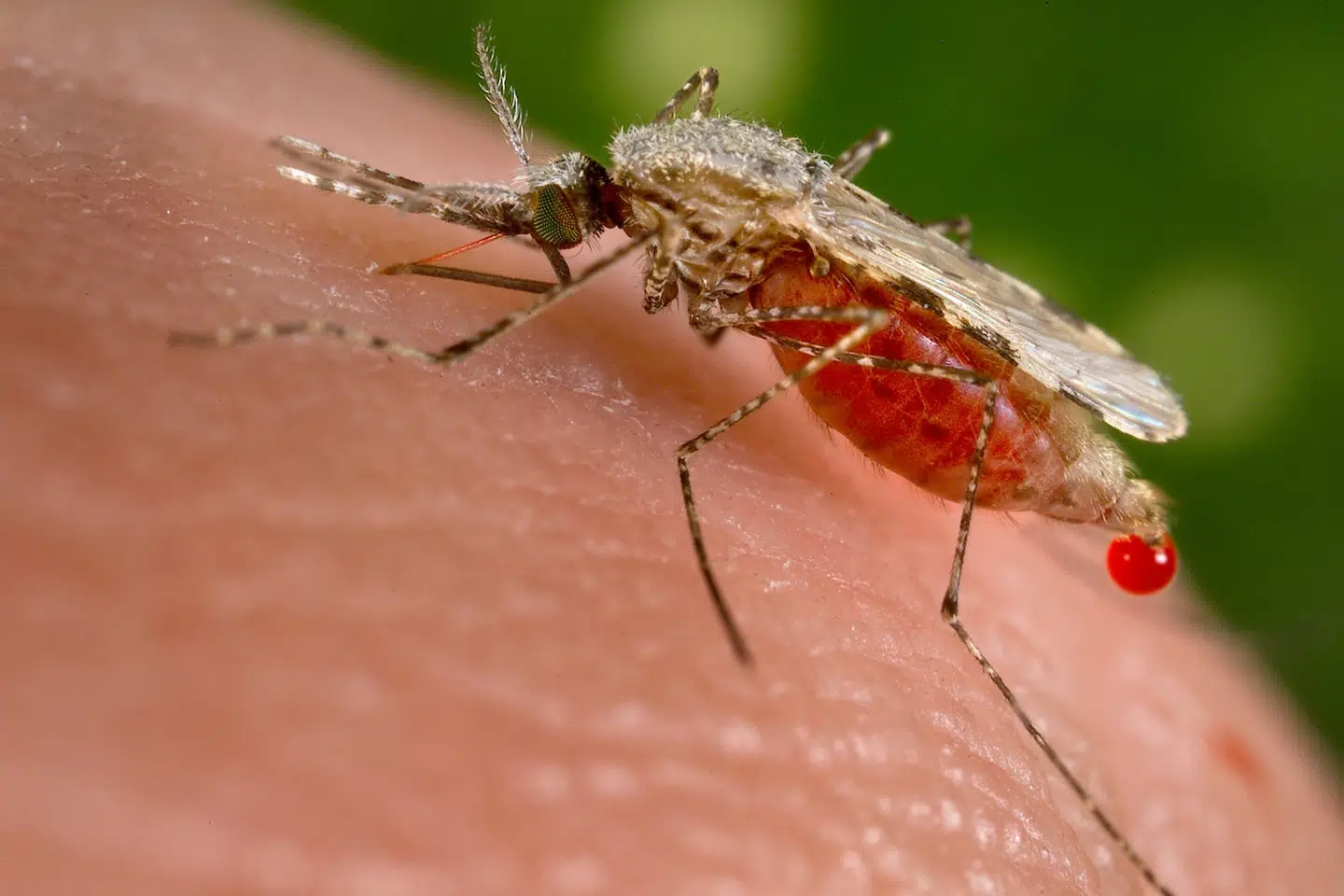 Malaria overføres oftest til mennesker via myg. (Arkivfoto).