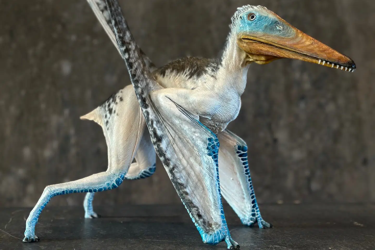 Knoglestykket fra Stevns Klint stammer fra en flyveøgle, der menes at have haft størrelse som en lille måge.