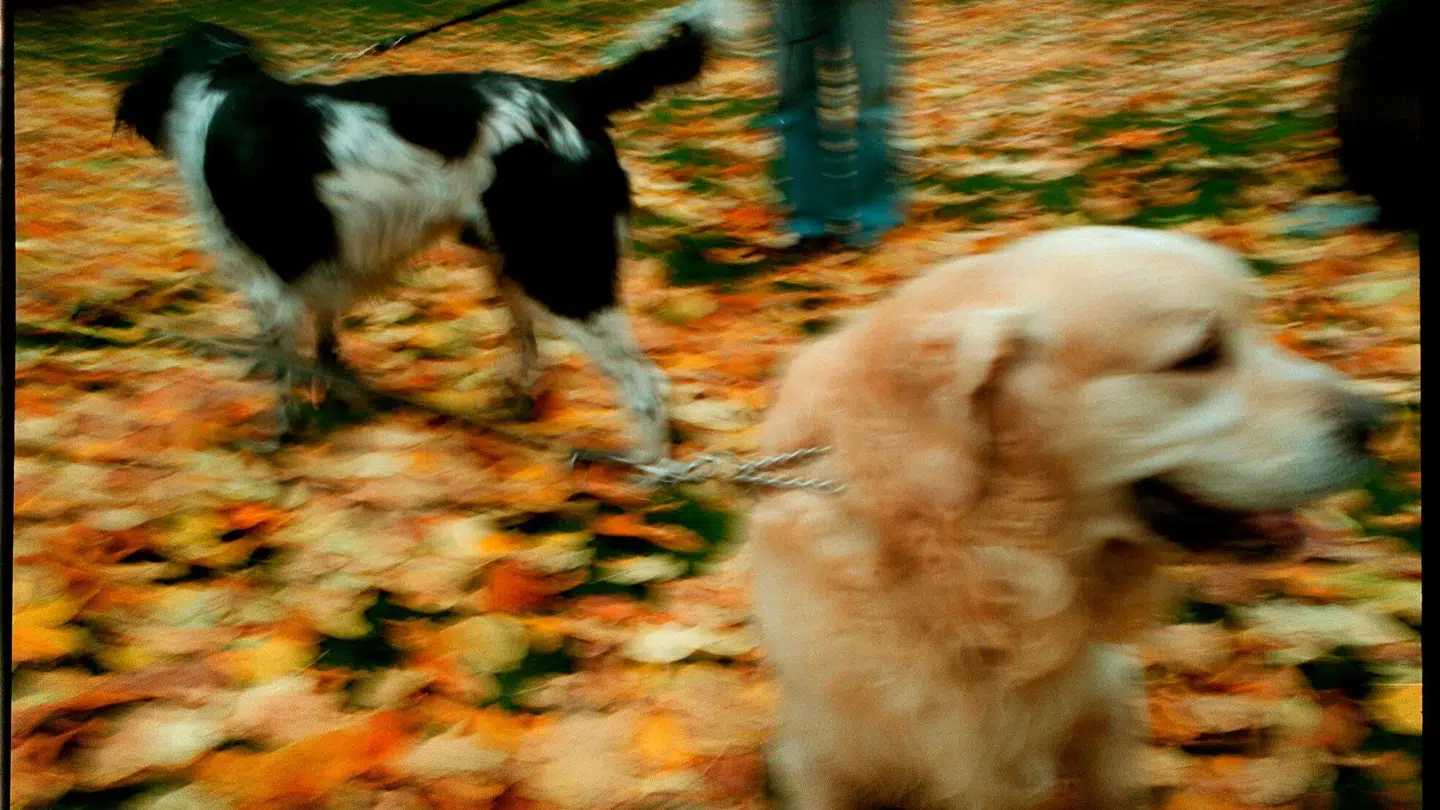 Det er skønt at gå tur i naturen med sin hund om efteråret. Men pas på: Farerne lurer overalt.
