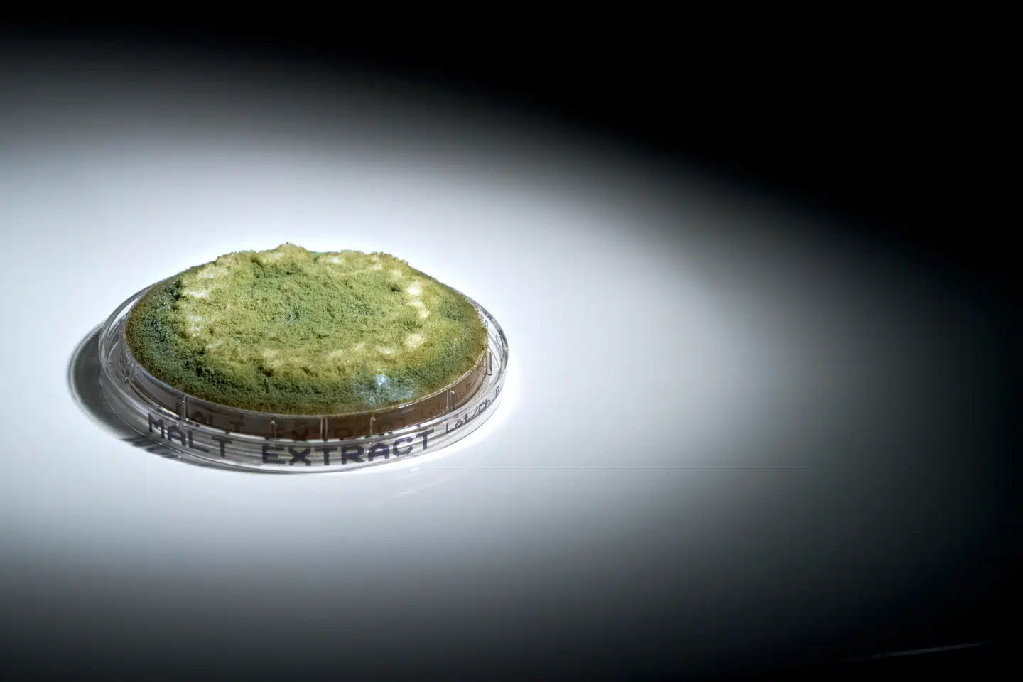 Aspergillus flavus Petriskål med prøve af skimmelsvamp.