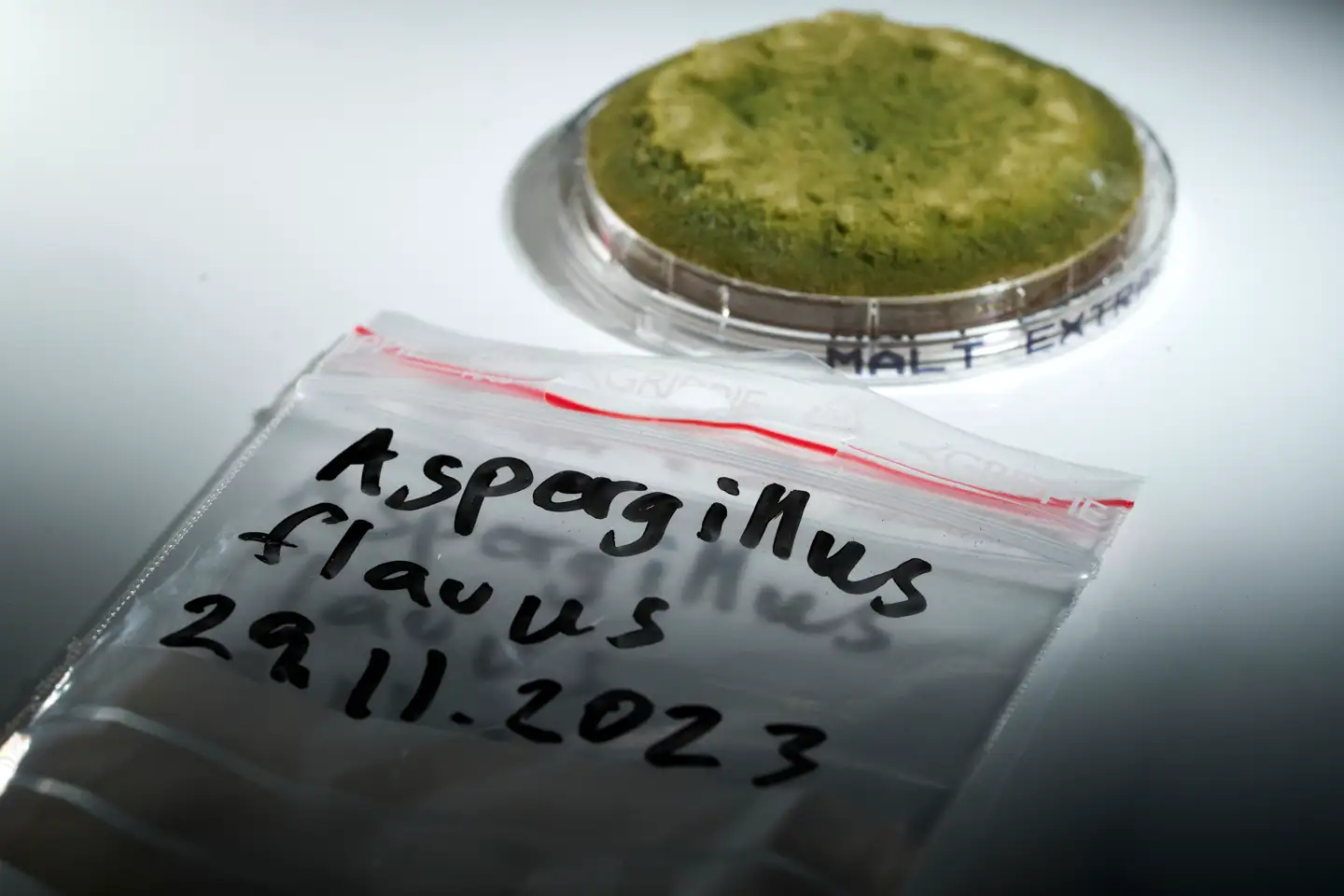 Det er svampen Aspergillus flavus, som her ses i en petriskål, man ved har angrebet patienterne på Rigshospitalet. Svampen kommer fra hospitalets egne bygninger. Mindst ét barn er med al sandsynlighed død på grund af svampen