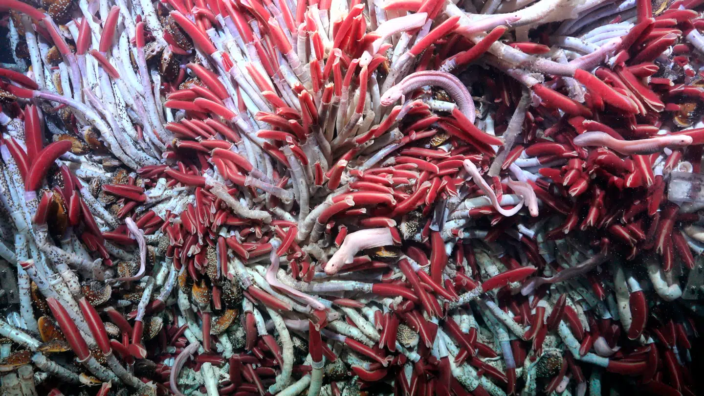 Dybt nede i Stillehavet har forskere fundet et overraskende rigt dyreliv. Foto: Schmidt Ocean Institute