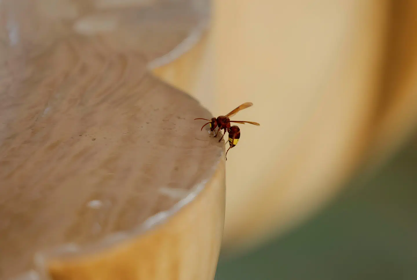 Den orientalske gedehams kan holde sig på vingerne efter overraskende store mængder alkohol. Foto: Jon Nazca, Scanpix