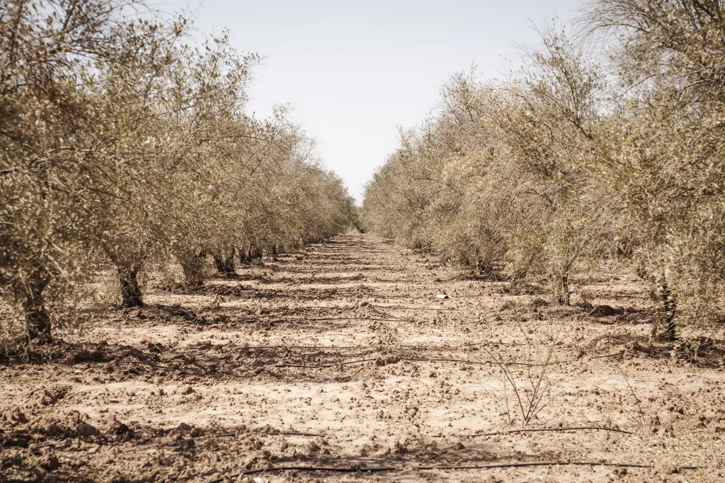 Globale klimaforandringer vil i stigende grad betyde tørke mange steder. Her er det en tørkeramt olivenfarm i Souihla, Marokko, i oktober 2023.