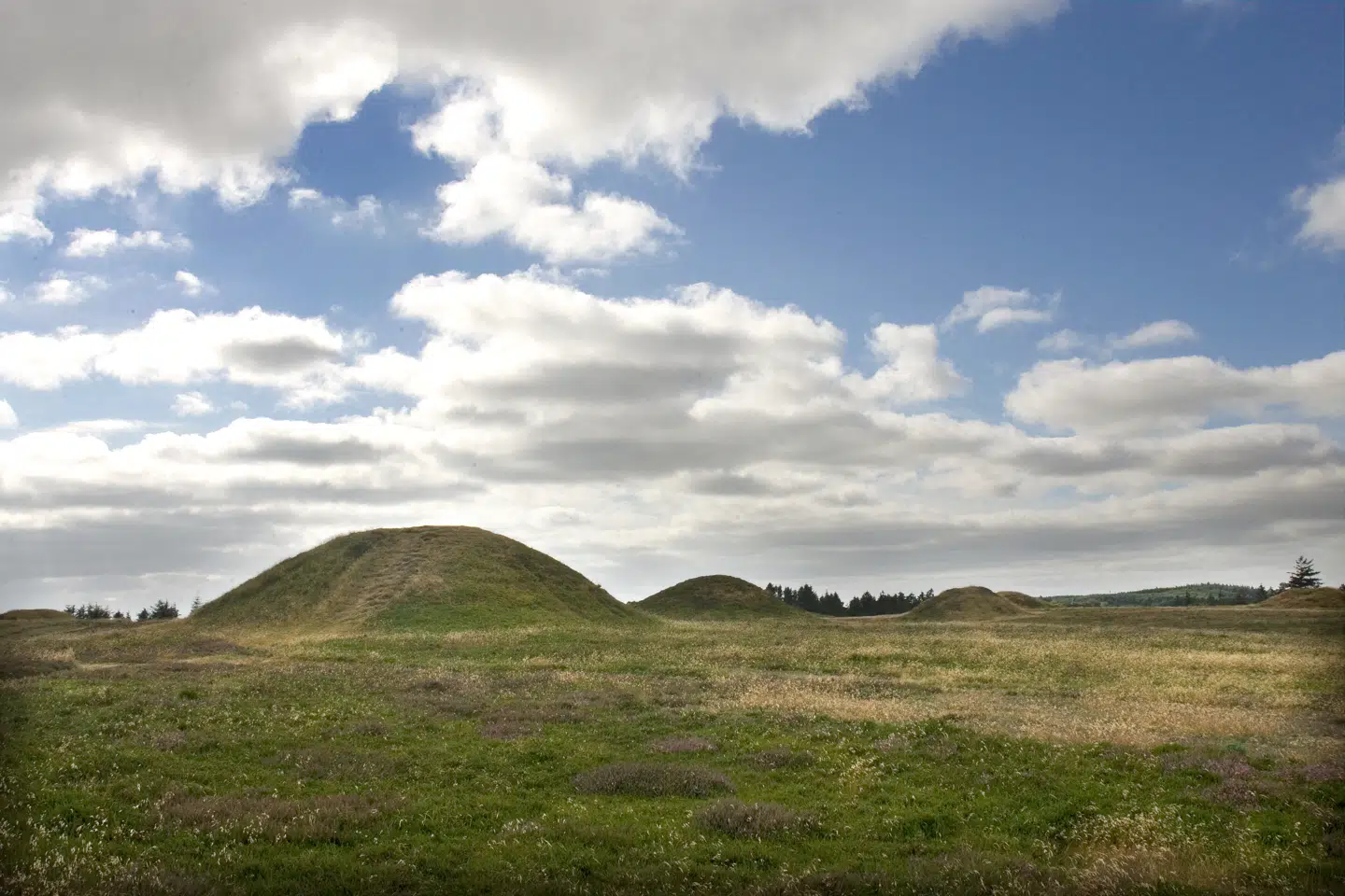 »Hvordan skal Slots- og Kulturstyrelsen beskytte vores fortid til gavn for fremtiden, hvis vi ikke giver dem ressourcer til det i nutiden?« spørger Thomas Fjelstrup Nielsen. På billedet: Ydby Hede. Her findes landets største gruppe af bronzealderhøje med i alt 49 styk.