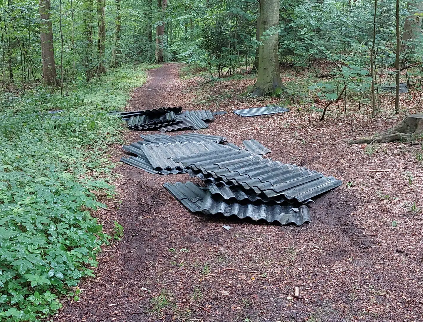 Eternittagplader i Hornbæk Plantage, der var blevet dumpet i skoven i sommer.
