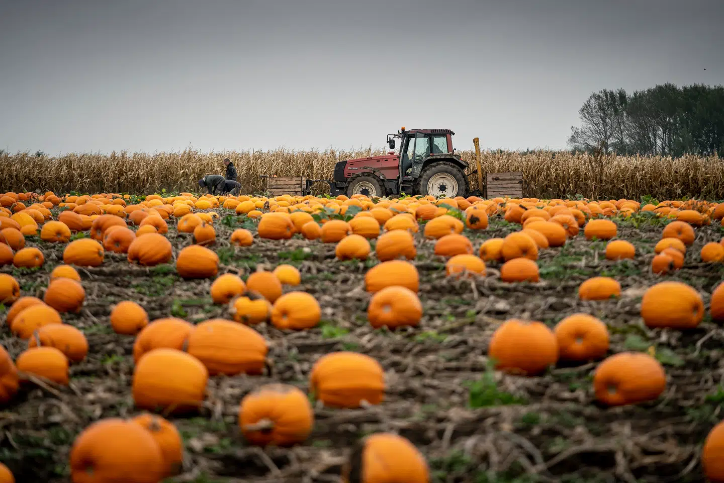 Der er sket en vækst i salget af græskar de seneste år.