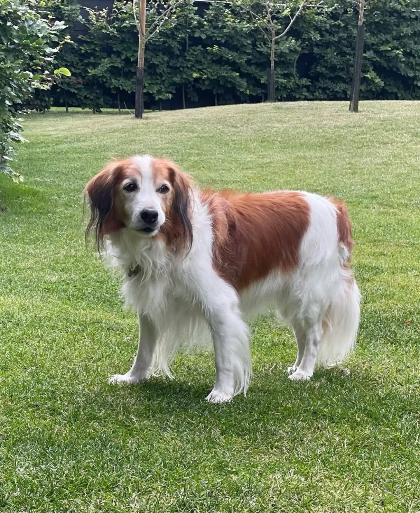 Dennis Ritters hollandske kooiker Cosmo nåede at blive 15 år gammel. Han sov ind i februar. Foto: Privat