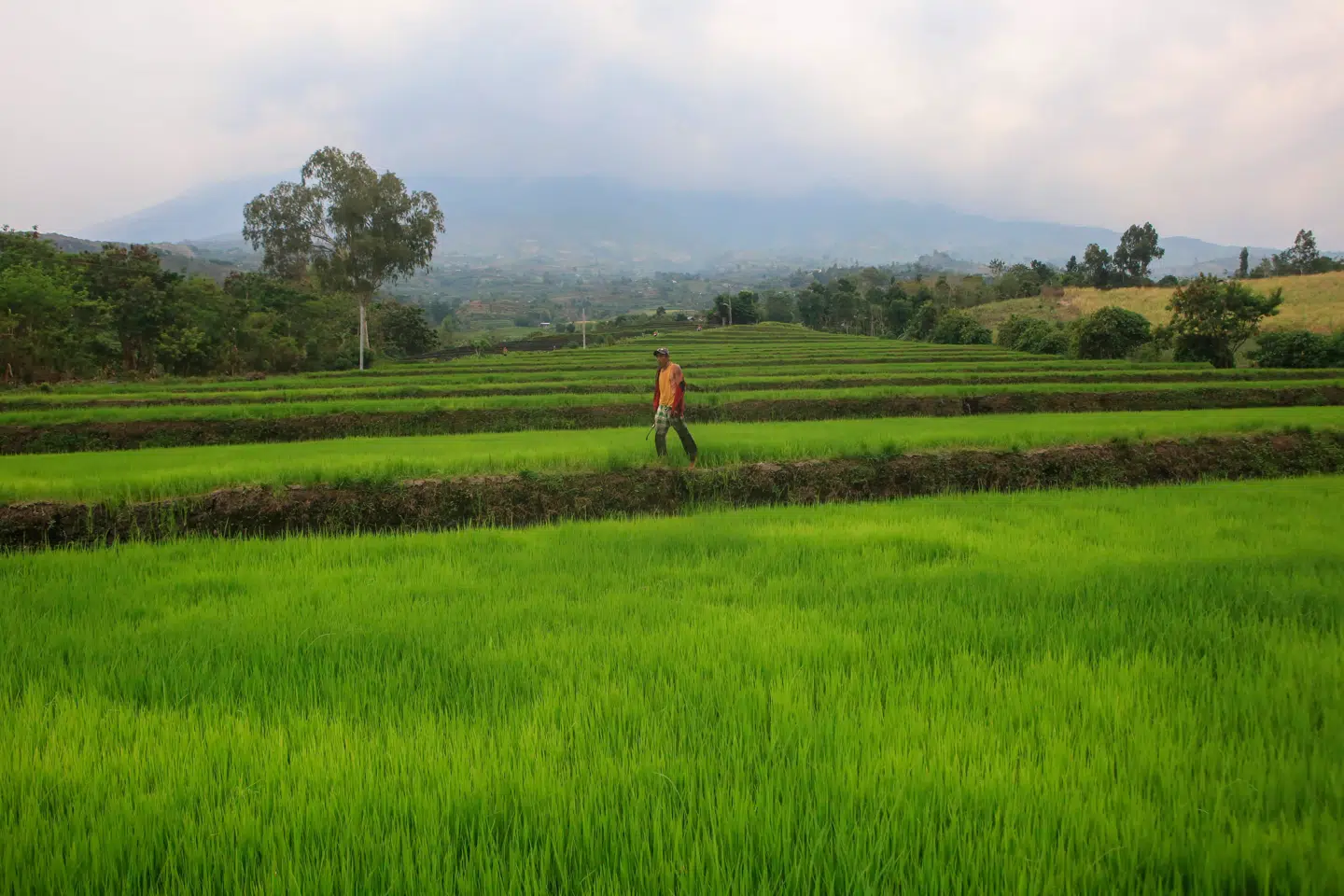 Forskere mener at have fundet en metode til at gøre risplanter mere varmetolerante. Foto: Ferdinand Edralin, Scanpix