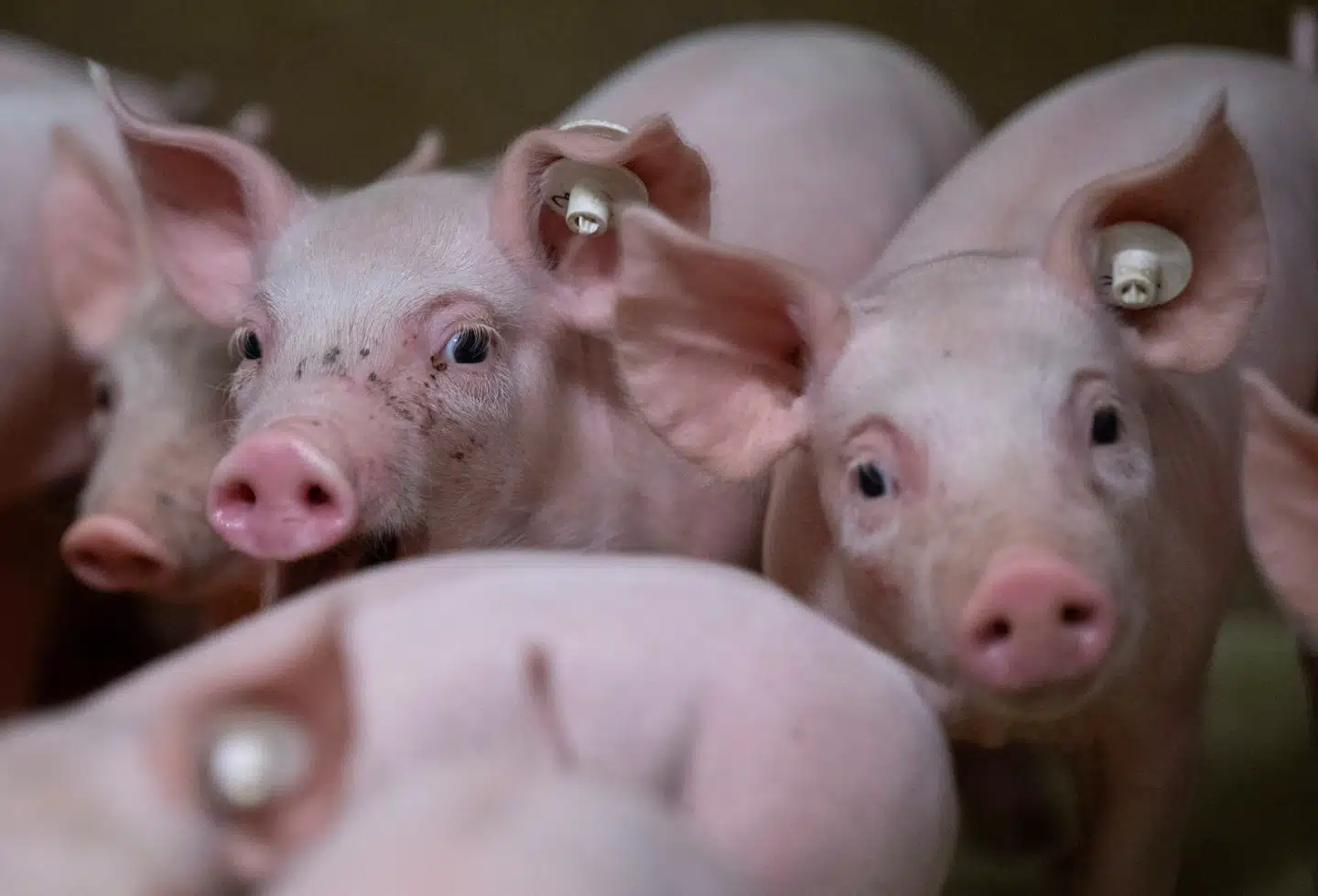 Et svin i Oregon har fået fugleinfluenza. Arkivfoto: Boris Roessler, Scanpix