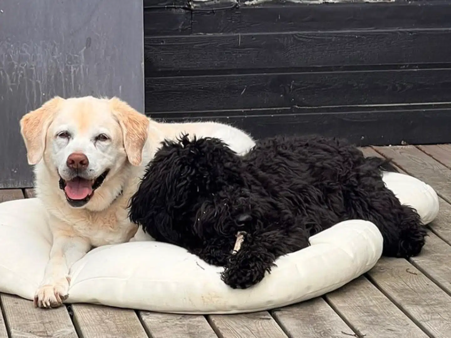 Labradoren Cajsa med hvalpen Cooper.