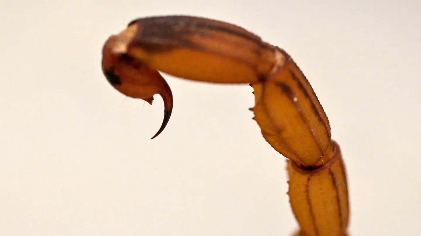 Den 25-årige kvinde reagerede snarrådigt, da hun blev stukket af en skorpion, som fulgte med varerne fra det kinesiske postordrefirma. Arkivfoto.