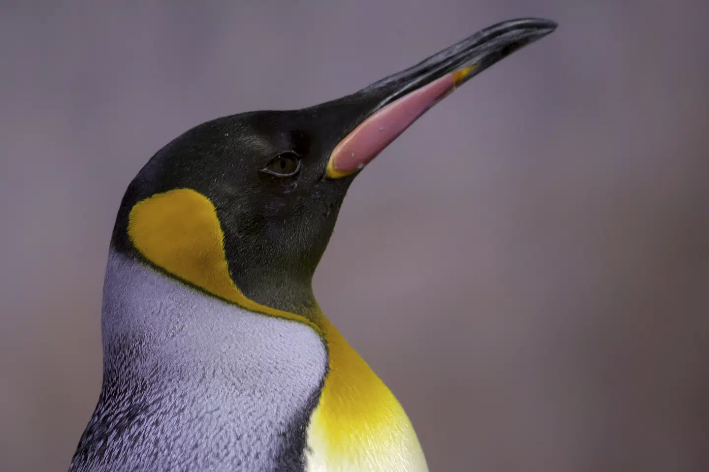 Verdens største pingvin, kejserpingvinen, lever på Antarktis. En enkelt kejserpingvin er dog dukket op i Australien. Det er første gang, at det er sket, siger australsk biolog. (Arkivfoto).