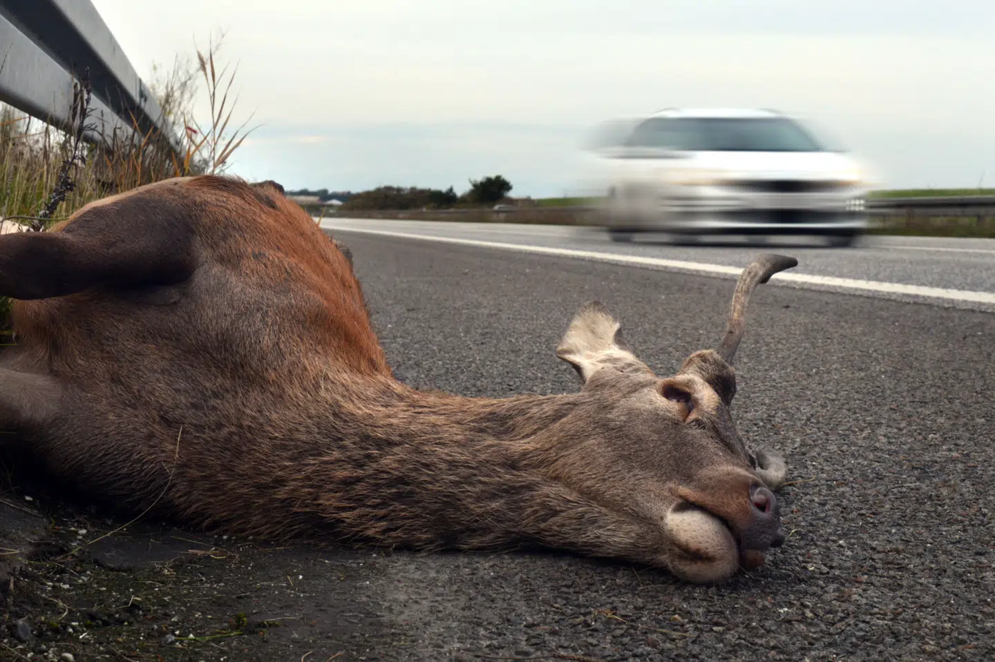 En række foreninger og organisationer vil have flere faunapassager, så for eksempel landets kronhjorte kan passere motorveje uden risiko. (Arkivfoto).