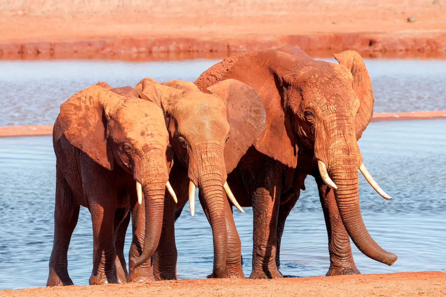 Afrikas elefanter er gået voldsomt tilbage - nedgangen lyder på 77 procent. Foto: Tony Karumba, Scanpix