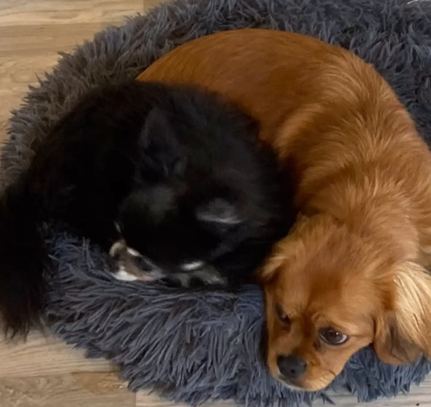 Oskar og Musse er hurtigt blevet gode venner.