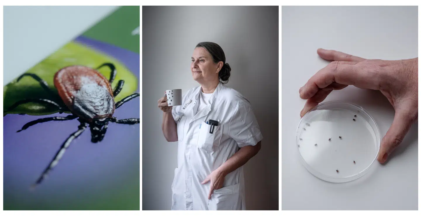 Anne-Mette Lebech har i årtier beskæftiget sig med flåtbårne sygdomme.