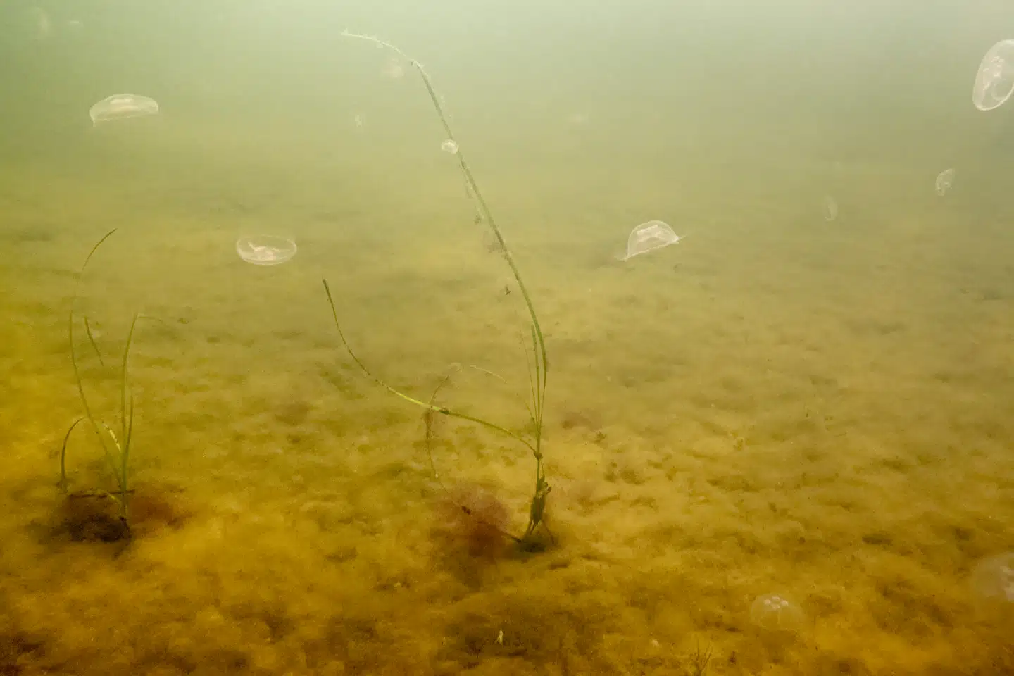 Undervandsfoto af iltsvind fra Roskilde Fjord. Iltsvindet i de danske farvande, der skyldes landbrugets kvælstofudledning, er et af de problemer, den grønne trepart skal udbedre over tid.