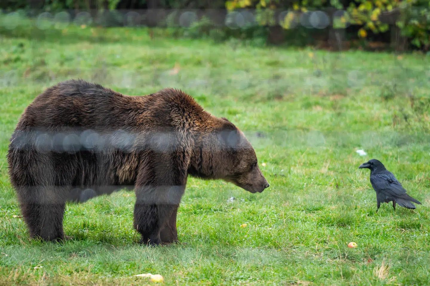Rumæniens regering estimerer, at der er 8000 brunbjørne i landet. For at holde bestanden nede, så er det i år tilladt at skyde 481.