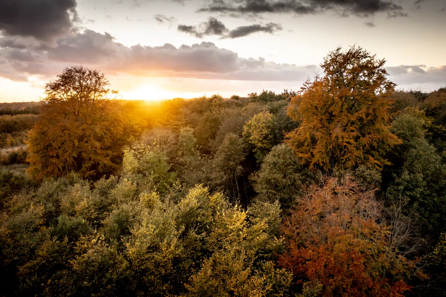 Lad os træer tilfældigt, også selvom der måske kan stå lidt færre træer, så vi får en naturligt udseende skov, skriver Niels Kaare Krabbe i et af ugens debatindlæg. Arkivfoto: Mads Claus Rasmussen, Scanpix
