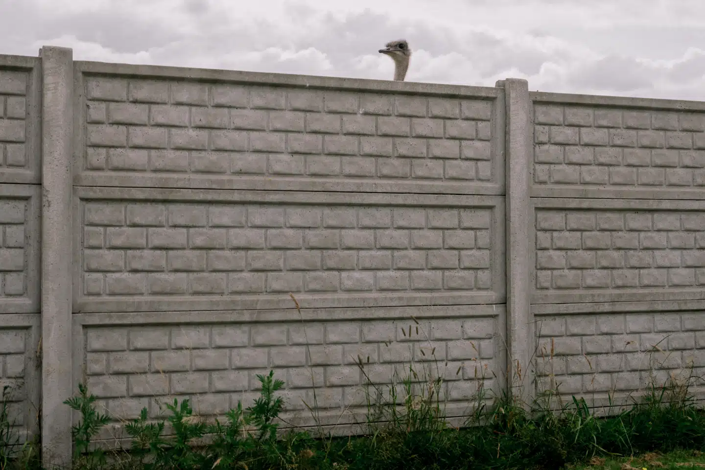 En struds fra en strudsefarm i Vestjylland, som ligger i et af de såkaldte Natura 2000-områder, som burde indeholde EUs mest unikke og sårbare vilde natur.