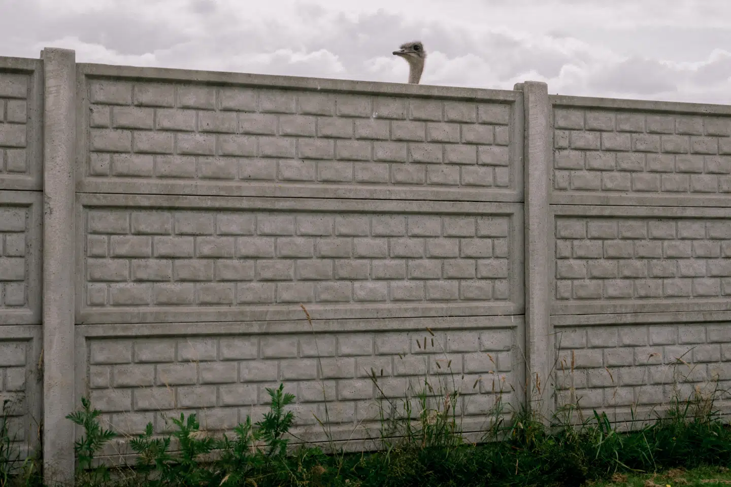 En struds fra en strudsefarm i Vestjylland, som ligger i et af de såkaldte Natura 2000-områder, som burde indeholde EUs mest unikke og sårbare vilde natur.