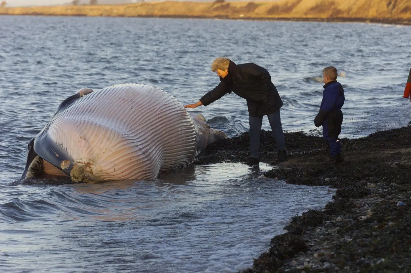 I januar 2000 skyllede en død vågehval i land ved en strand i Vestfyn. (Arkivfoto).