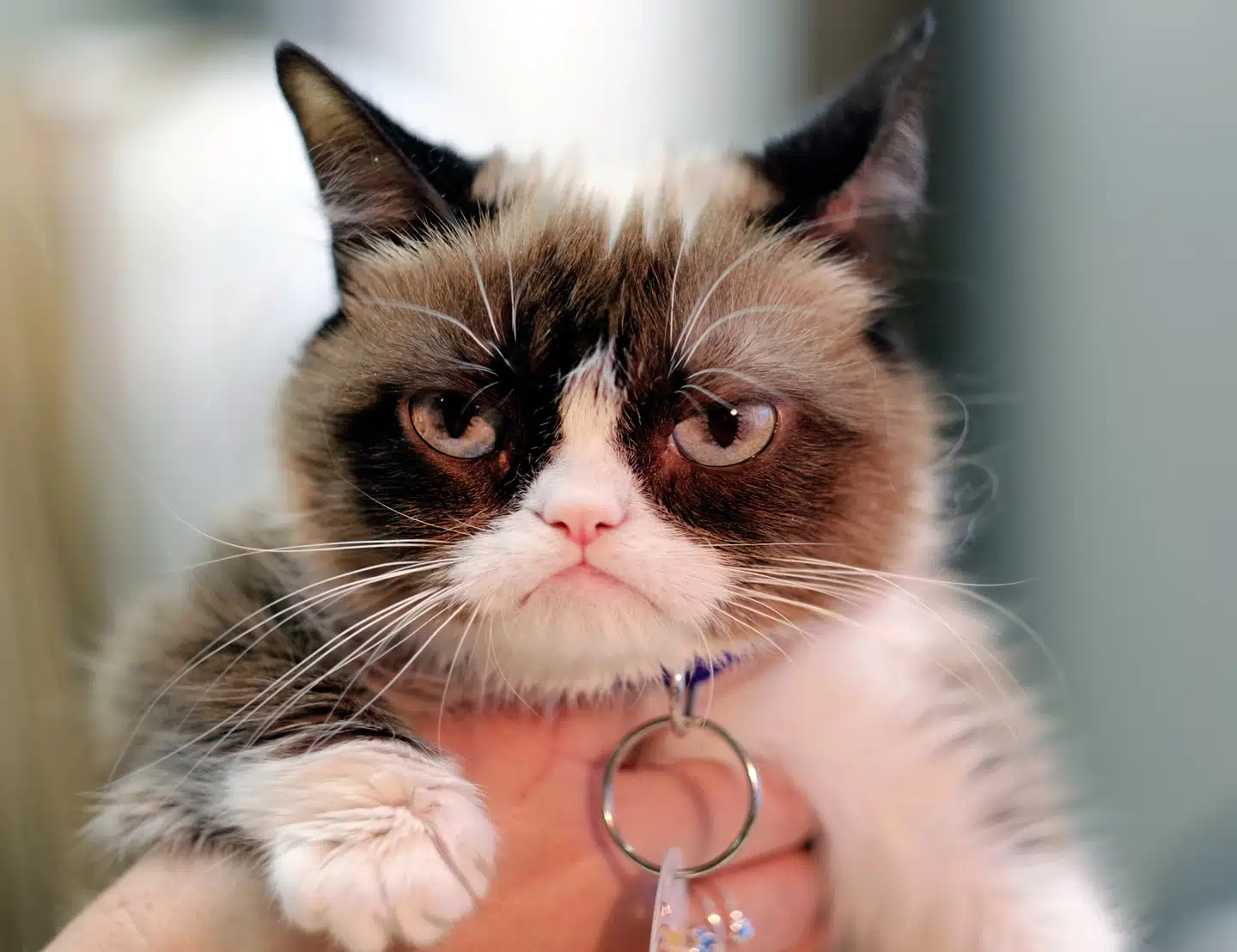 En af internettets mest kendte katte er Grumpy Cat, der har sin egen kryptovaluta. Foto: Richard Vogel, Scanpix