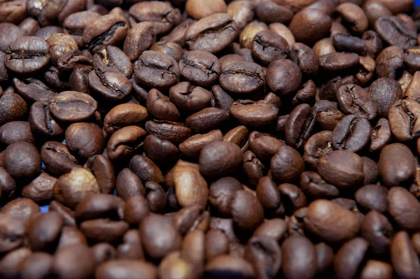 Arabica-bønner udgør cirka 60 procent af den globale produktion af kaffebønner, viser forskning. (Arkivfoto).