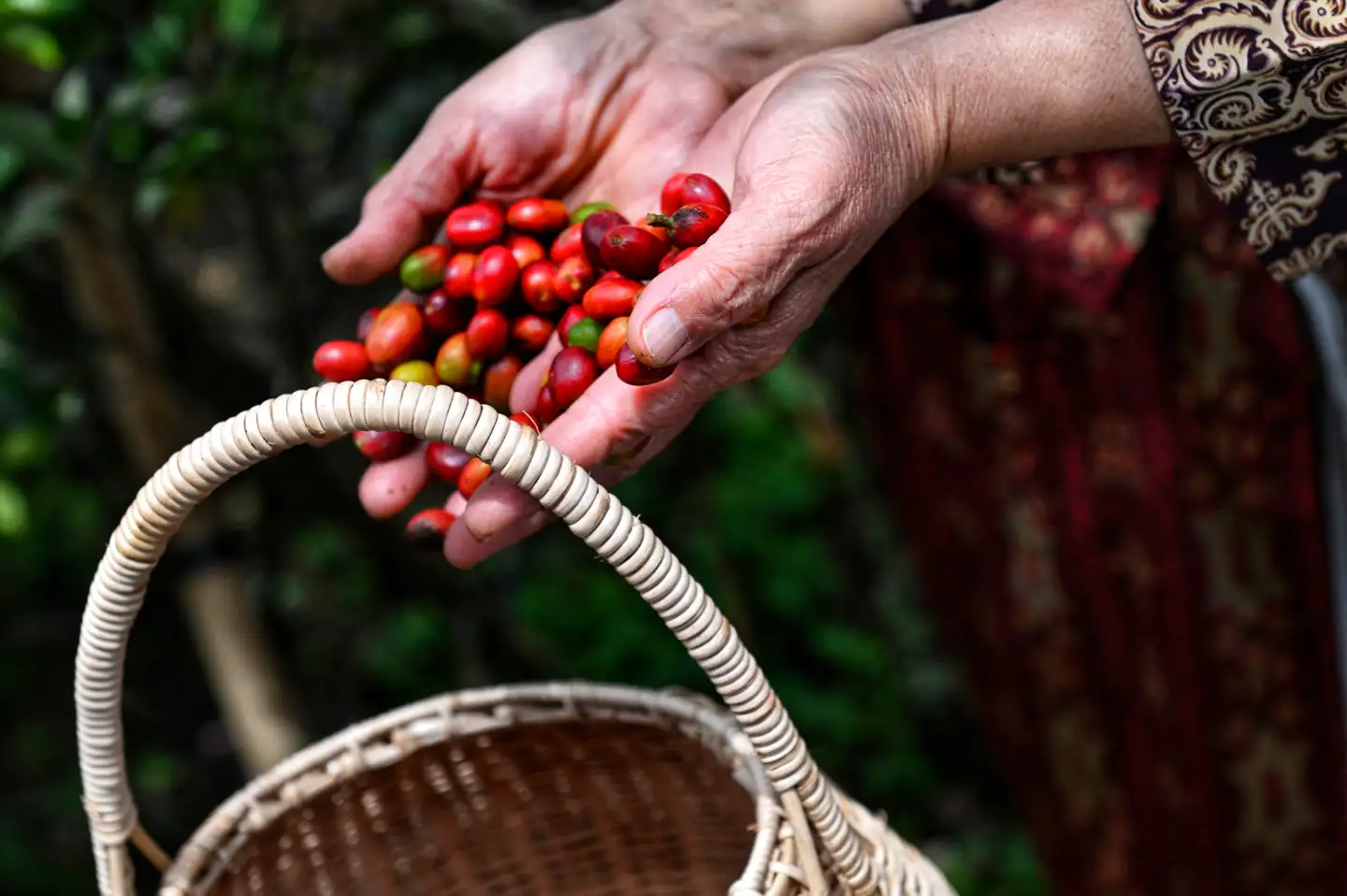 Kaffebønner af arabicasorten er blevet voldsomt dyrere i løbet af 2024, fordi høsten er udfordret i de store kaffedyrkende lande.