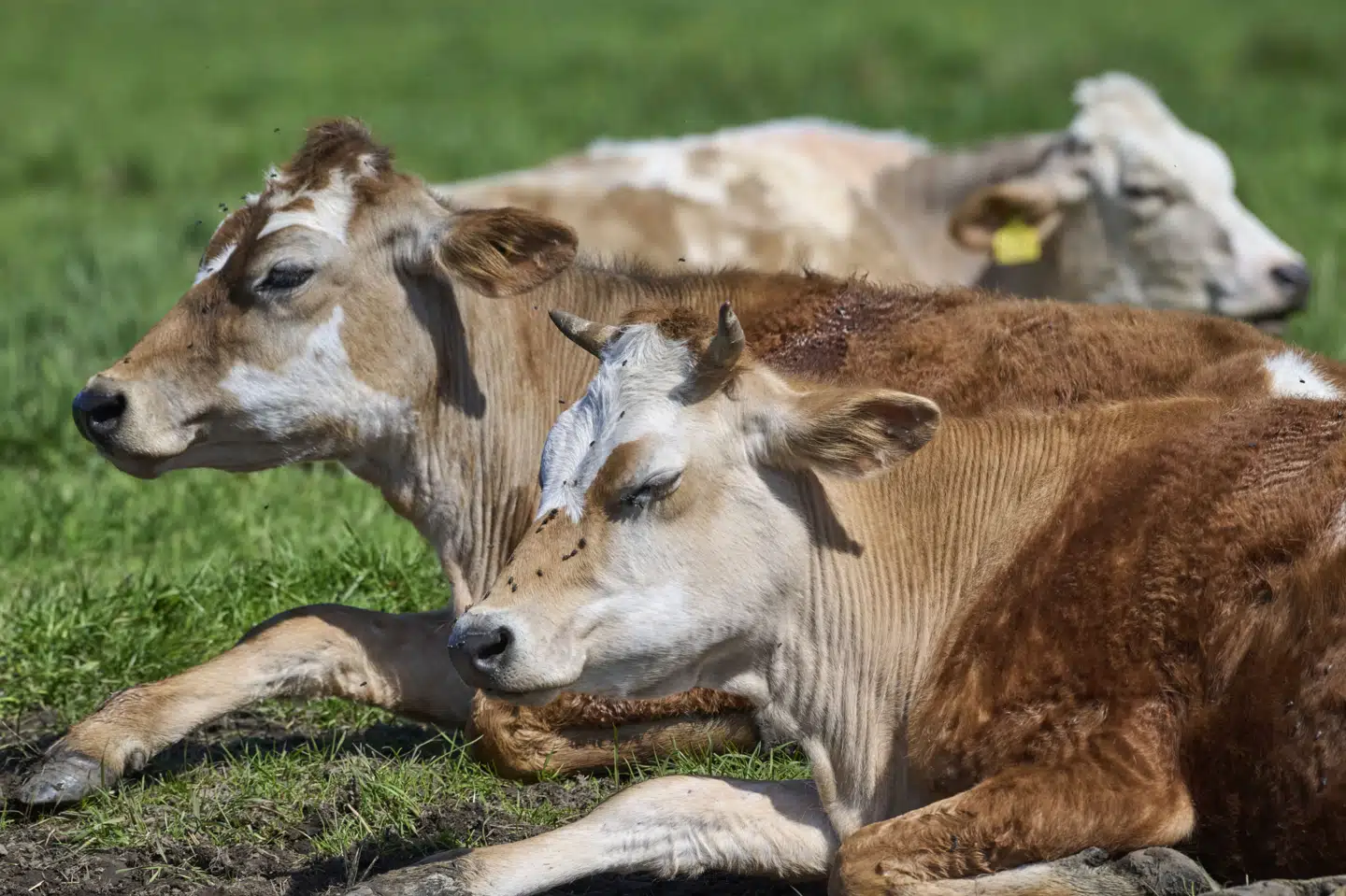 I en ny analyse fra Klimarådet lyder det, at dets "beregninger peger på, at en betydelig reduktion i antallet af husdyr i landbruget sandsynligvis er en nødvendig del af klimaomstillingen frem mod 2050". (Arkivfoto).