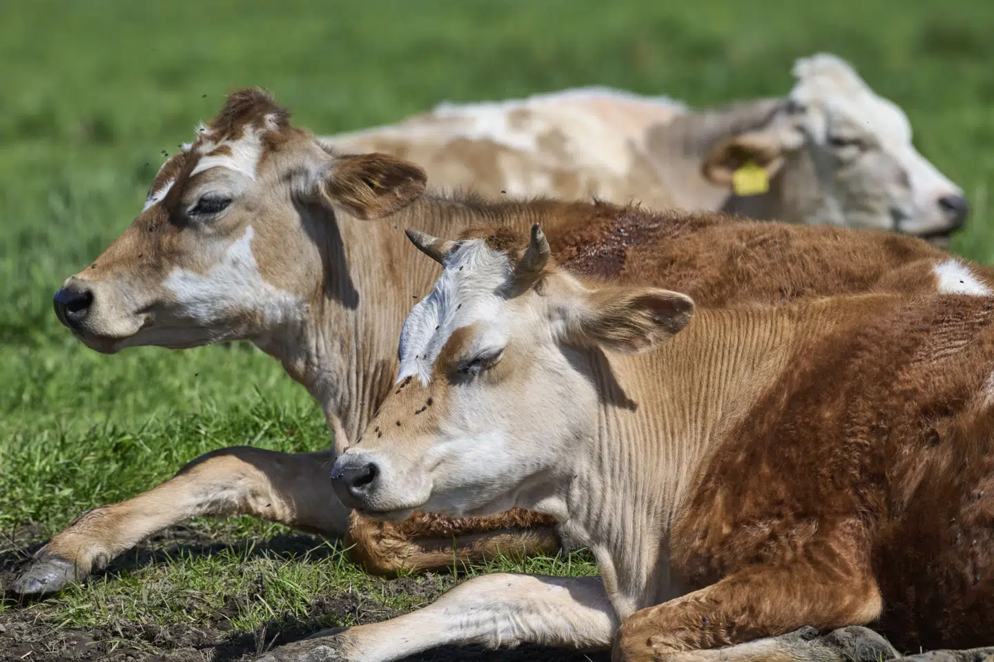 I en ny analyse fra Klimarådet lyder det, at dets "beregninger peger på, at en betydelig reduktion i antallet af husdyr i landbruget sandsynligvis er en nødvendig del af klimaomstillingen frem mod 2050". (Arkivfoto).
