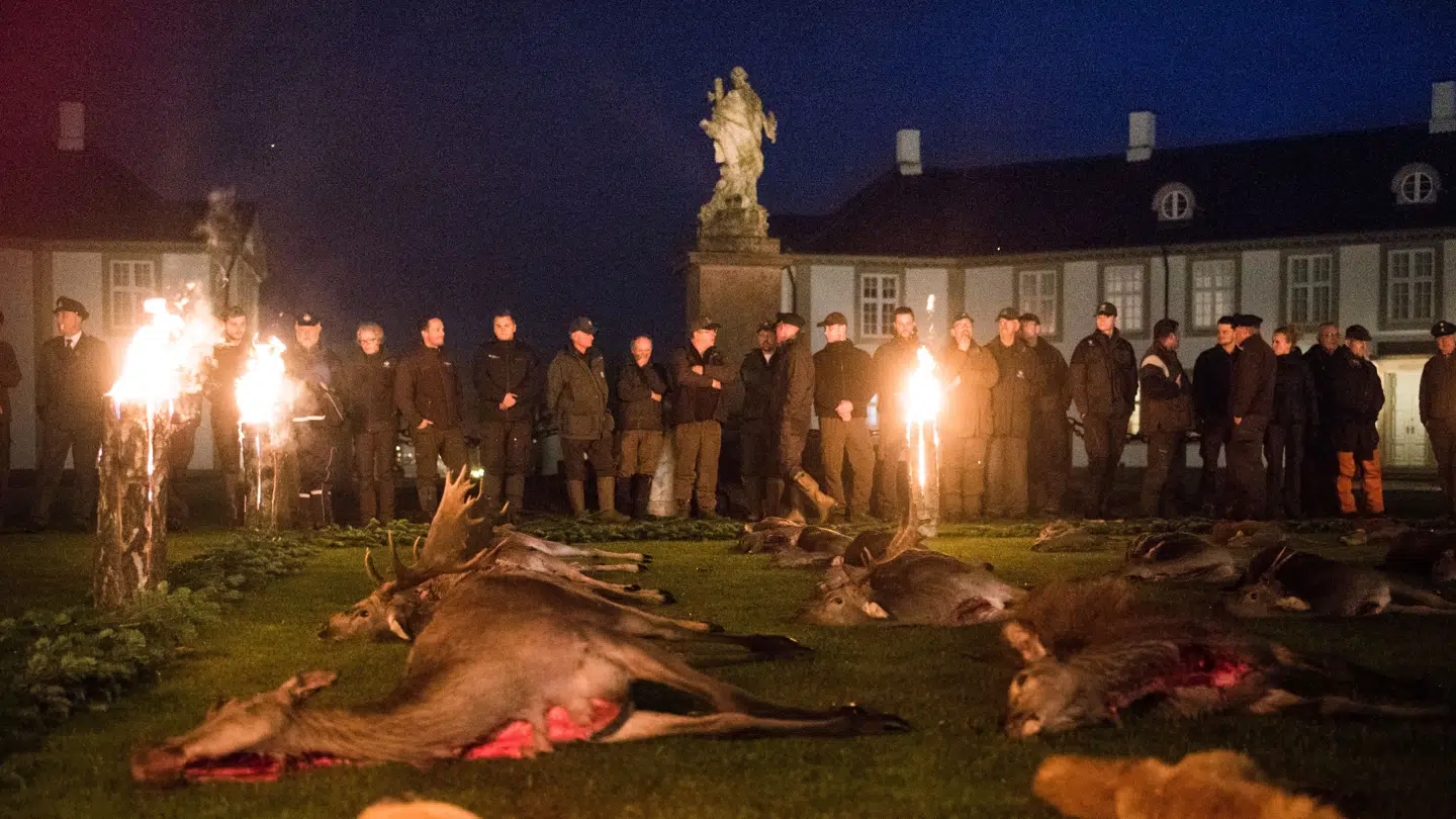 Det har været en gammel tradition at pressen har været med ved kongejagterne i Gribskov. Her ses vildtparaden efter jagten i 2016.
