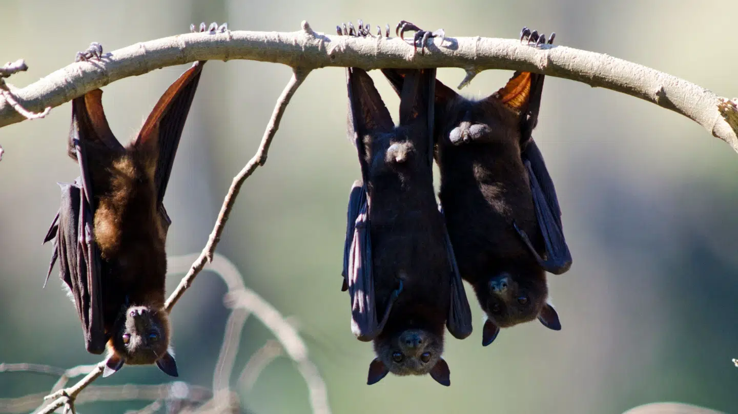 Arkivfoto af flagermus.