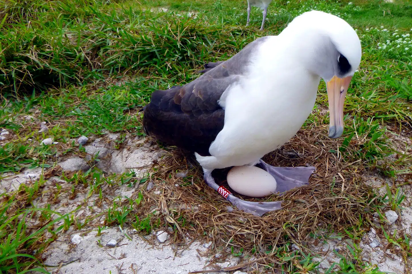 Man mener, at Wisdom gennem sit liv har fået over 30 unger. Her ses fuglen i 2016, hvor den også lagde et æg. (Arkivfoto).