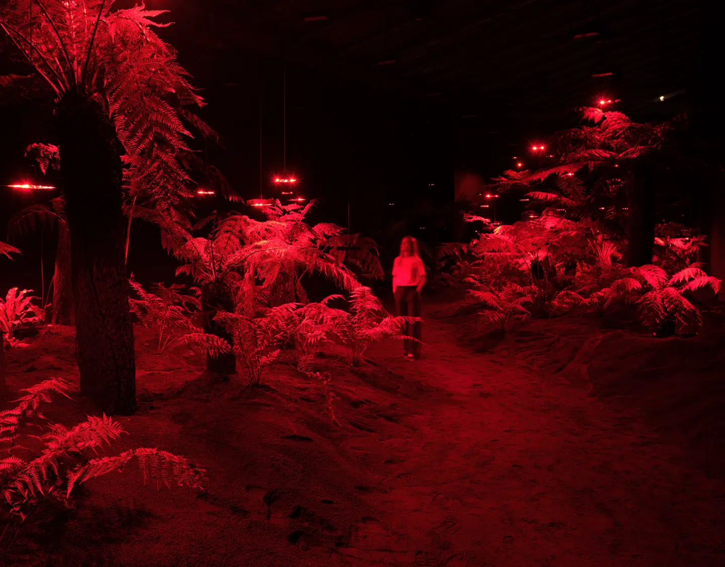 Der er meget mørkt i bregneskoven, men efterhånden vænner øjnene sig til mørket.
Julian Charrière: Panchronic Garden, 2022