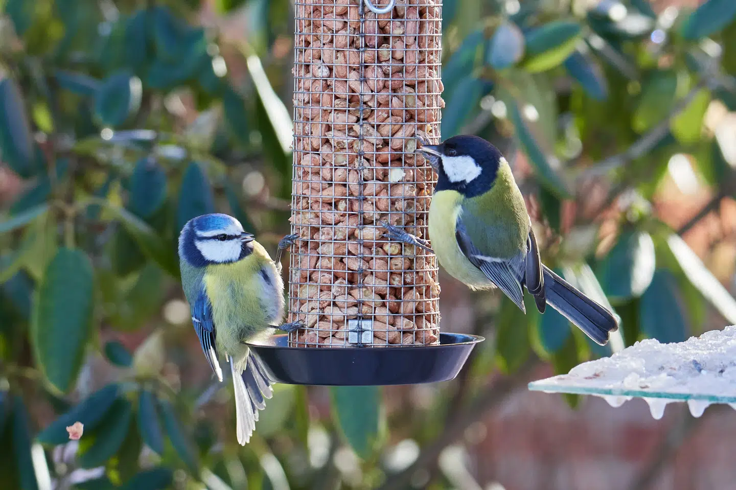 Dansk Ornitologisk Forening har de seneste måneder fået op mod 30 henvendelser om dagen fra haveejere, der melder om færre fugle. Meldingerne understøttes af tællinger foretaget af ornitologer. (Arkivfoto).