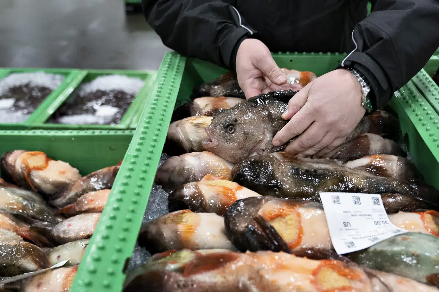 Næste års sættes det attraktive stenbiderfiskeri på pause. Det sker efter anbefaling fra DTU Aqua og organisationer som Dyrenes Beskyttelse, Danmarks Naturfredningsforening og WWF Verdensnaturfonden. (Arkivfoto).