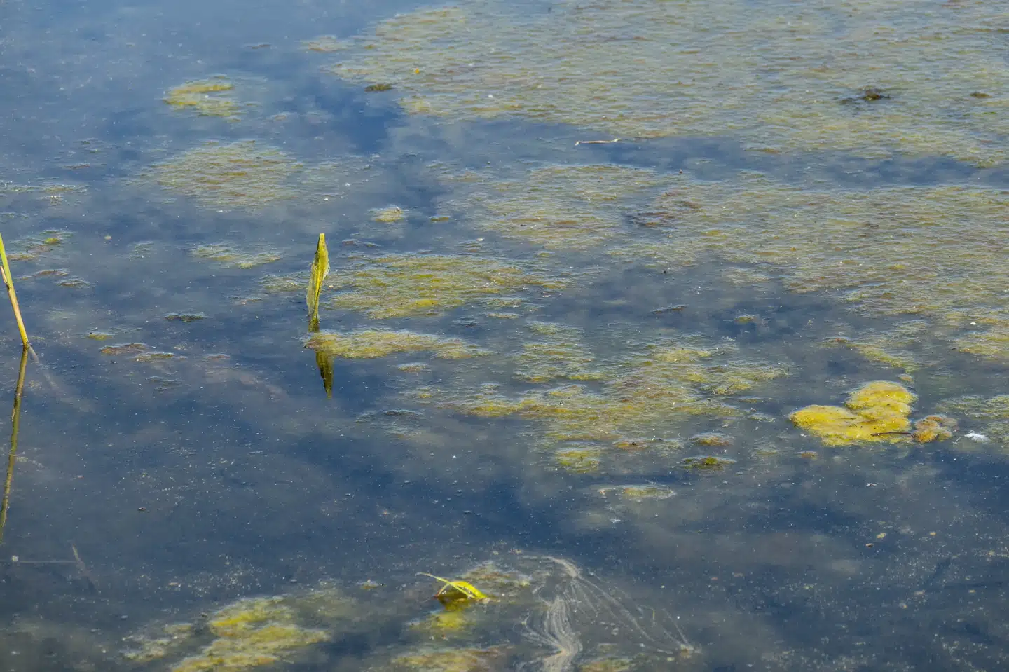 Meget nedbør og varme er ideelle forhold for dannelse af fedtemøg i de indre danske farvande. Fedtemøg er blevet kåret som Årets ord. (Arkivfoto).