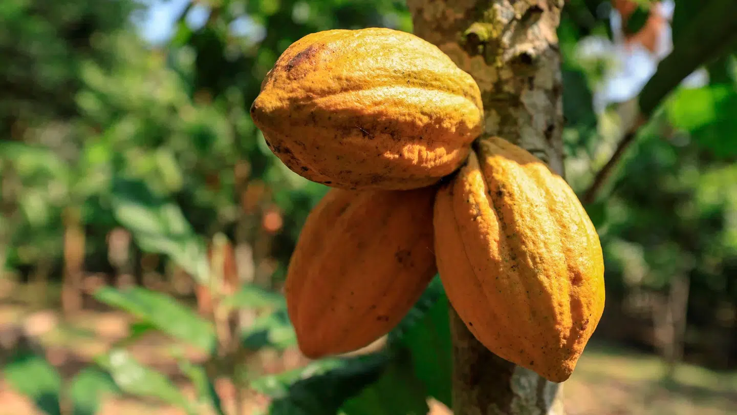 Et ton kakaobønner kostede torsdag mere end 76.000 kroner.