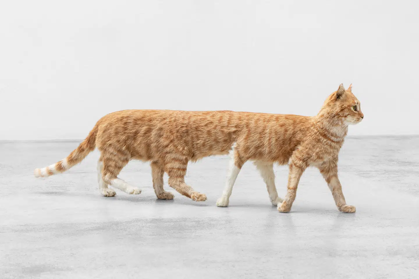 Denne ottebenede kat er at finde på årets bedste udstilling.