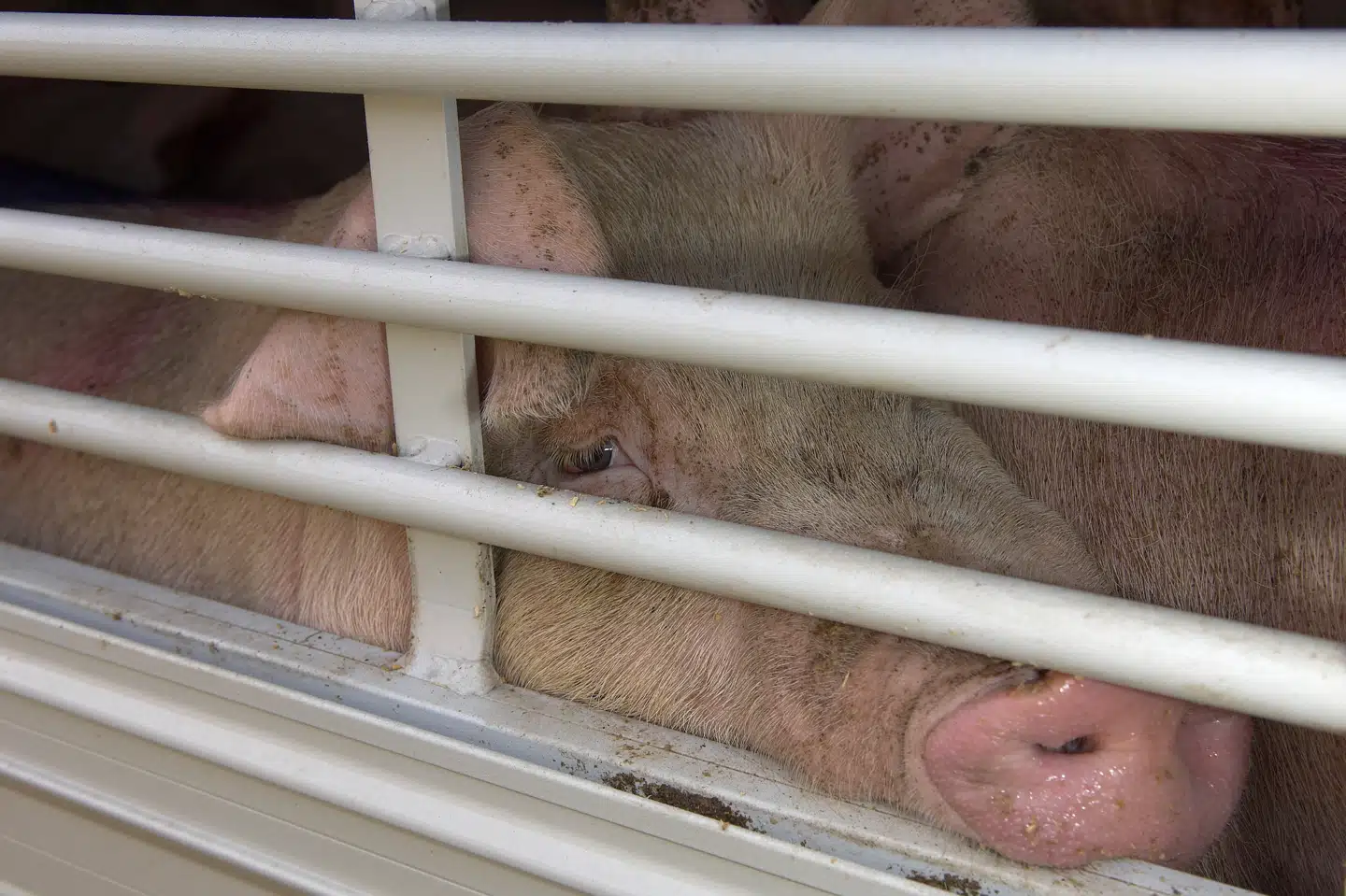 Anklagemyndigheden ved Fyns Politi har droppet næsten hele sagen om talrige påståede overtrædelser af reglerne i forbindelse med transport af grise. (Arkivfoto).